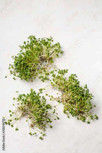 sprouted mustard on a white background