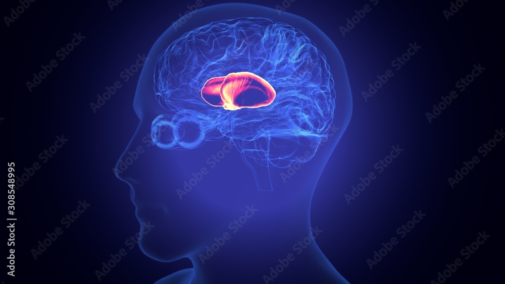 3d rendered medically accurate illustration of the brain anatomy - the thalamus 3d rendered medically accurate illustration of the brain anatomy - the thalamus