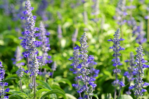 Colorful flower in the park Beautiful blue-violet flowers in the garden