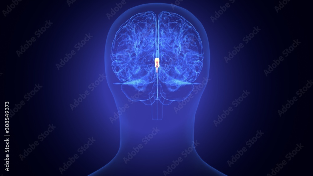 Fototapeta premium 3d render of human body brain anatomy