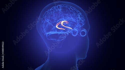 Fototapeta Naklejka Na Ścianę i Meble -  3d rendered medically accurate illustration of the brain anatomy - the caudate nucleus