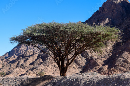 Dahab tree