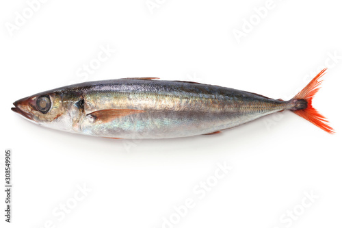 red tail horse mackerel isolated on white background