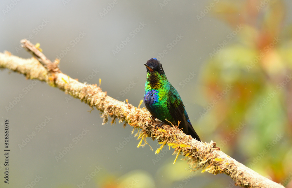 Obraz premium Feuerkehlkolibri 