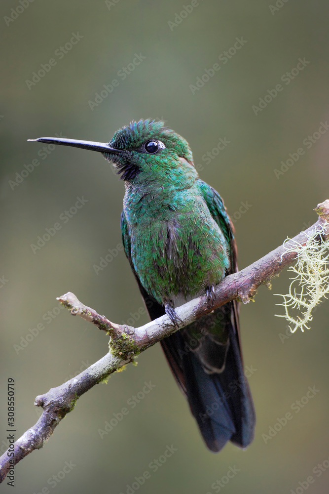 Fototapeta premium Green-crowned Brilliant (Heliodoxa jacula) male on branch, Alambi Cloudforest, Ecuador