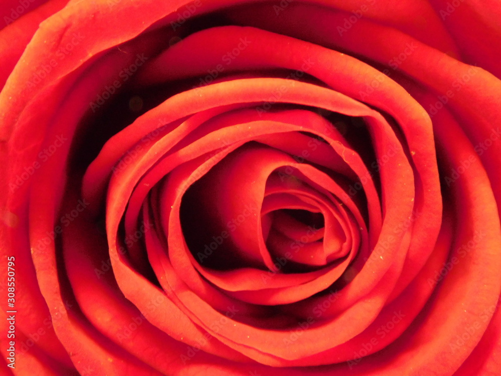 Red Rose Red Rose
