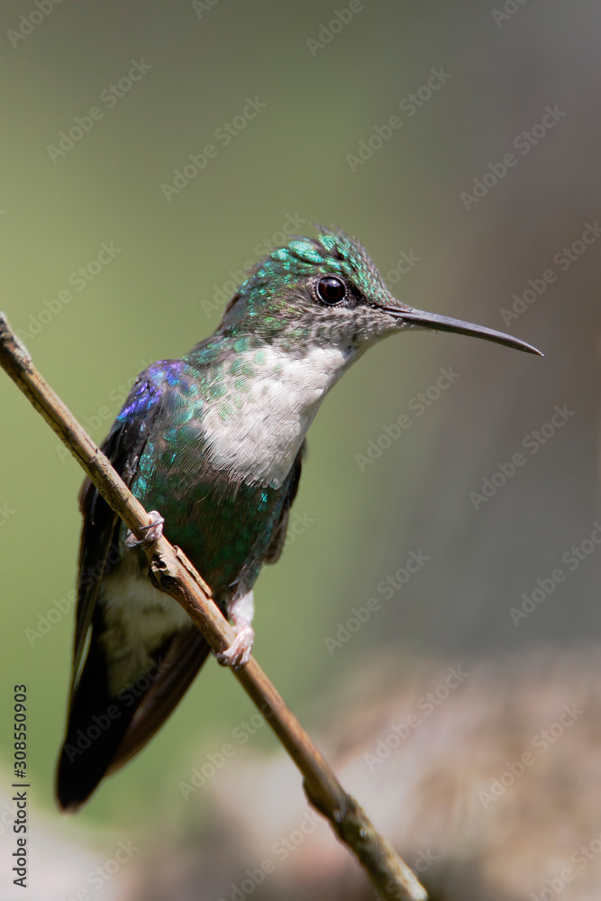 Obraz premium Crowned Woodnymph (Thalurania colombica) on branch, Alambi Cloudforest, Ecuador