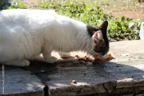 Stray cat eating dry cat food outside
