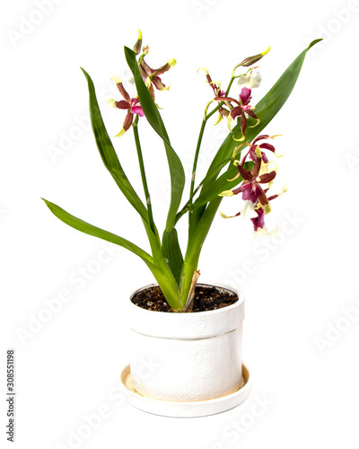 Blooming Cambria Beallara Eurostar in a pot, isolated, on a white background.