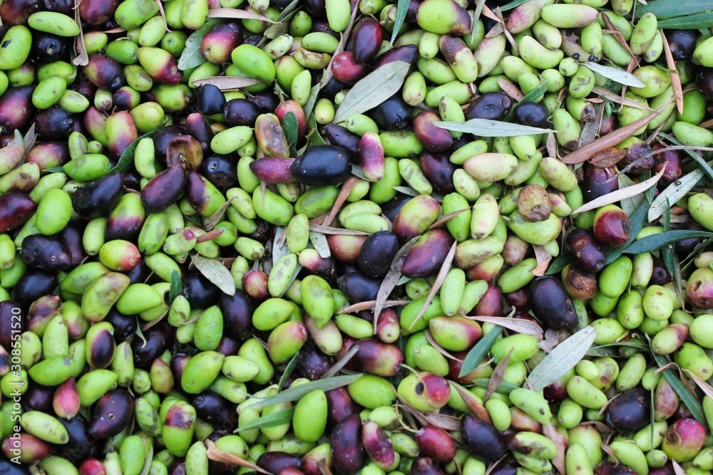 Harvested olives in olive oil mill in Greece. Harvested olives in olive oil mill in Greece.