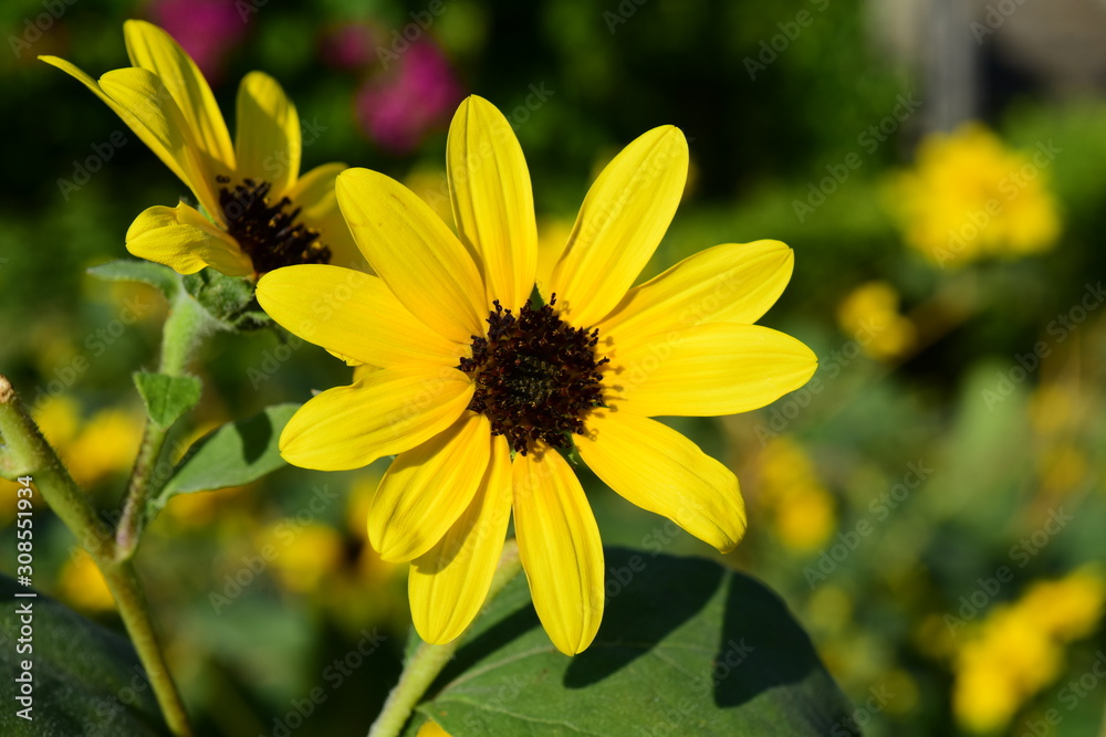 Beautiful flowers in the garden Blooming in the summer.Landscaped Formal Garden Beautiful flowers in the garden Blooming in the summer.Landscaped Formal Garden
