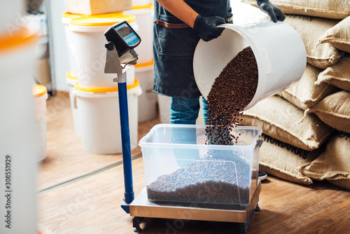Fototapeta a worker pours roasted coffee beans from a bucket into a tray on a weighing scal