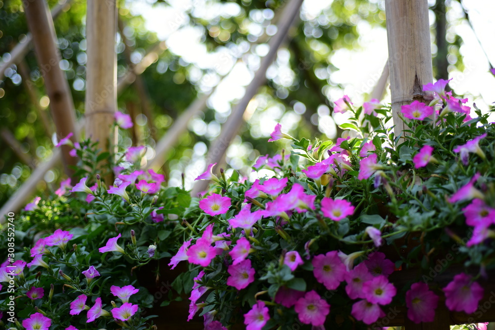 Beautiful flowers in the garden Blooming in the summer.Landscaped Formal Garden Beautiful flowers in the garden Blooming in the summer.Landscaped Formal Garden