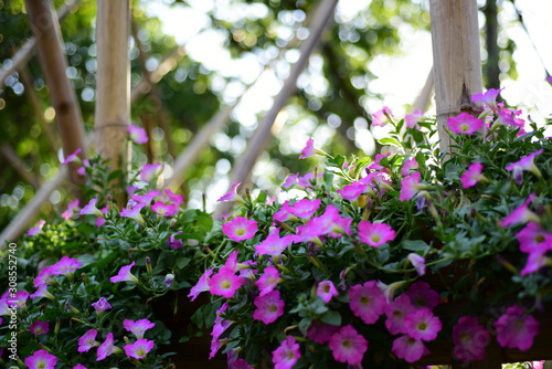 Beautiful flowers in the garden Blooming in the summer.Landscaped Formal Garden 