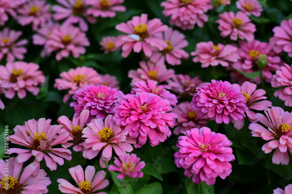 Beautiful flowers in the garden Blooming in the summer.Landscaped Formal Garden	