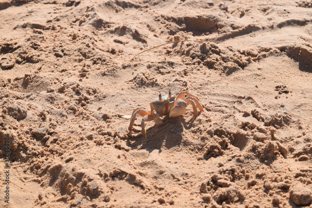Crab Dahab Crab Dahab