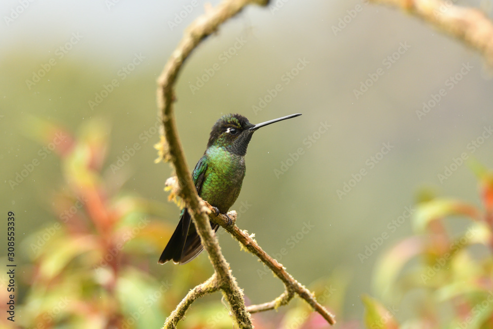 Fototapeta premium Talamanca Hummingbird