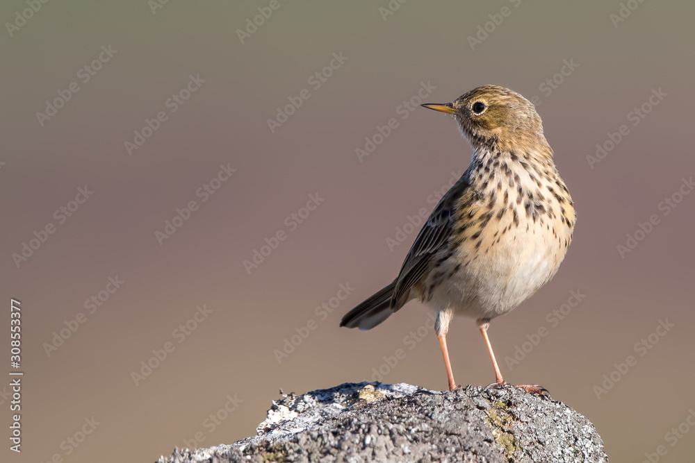 Fototapeta premium Meadow Pipit Perched