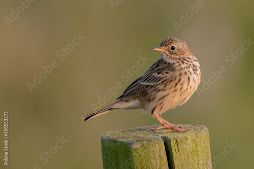 Meadow Pipit Perched