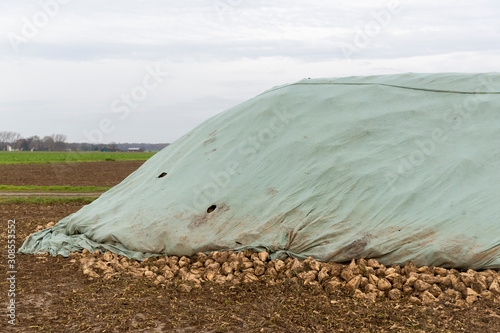 Zuckerrueben unter einer Plane auf einem Feld. Nach der Ernte warten sie auf den Abtransport. photo