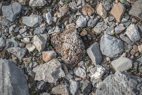 USA, Nevada, Clark County, Las Vegas, Tule Fossil Beds National Monument: A tabulate coral fossil still embeded in the soil surface.