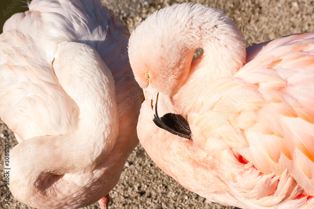 Fototapeta premium Two pink elegant flamingo birds in sunlight. Beppu, Japan