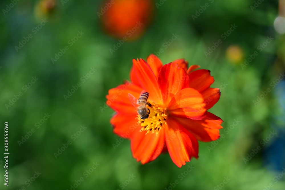 Beautiful flowers in the garden Blooming in the summer.Landscaped Formal Garden Beautiful flowers in the garden Blooming in the summer.Landscaped Formal Garden
