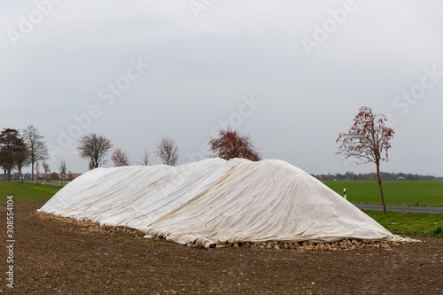 Zuckerrueben unter einer Plane auf einem Feld. Nach der Ernte warten sie auf den Abtransport. photo