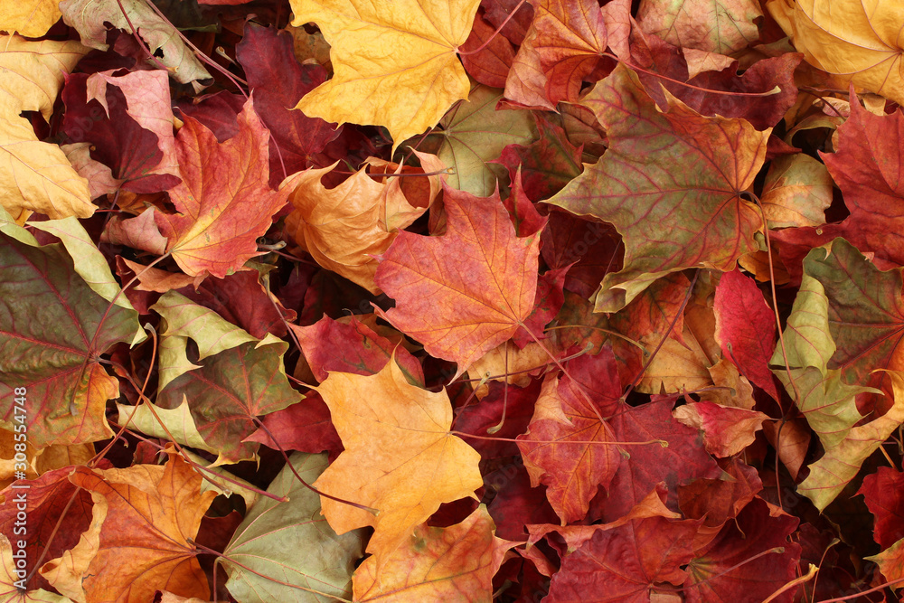 Autumn background - dried yellow, green, orange, purple and red maple leaves Autumn background - dried yellow, green, orange, purple and red maple leaves