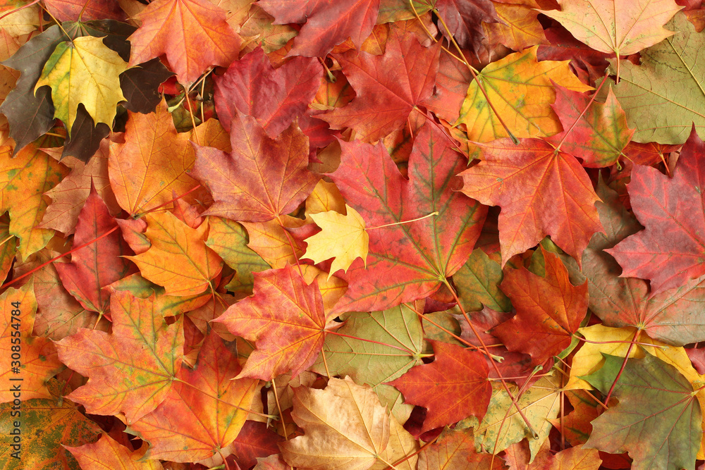 Autumn background - colorful maple leaves
