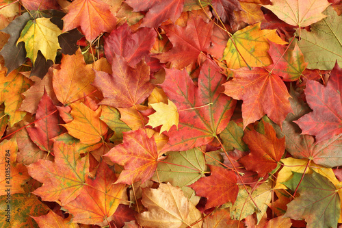 Autumn background - colorful maple leaves