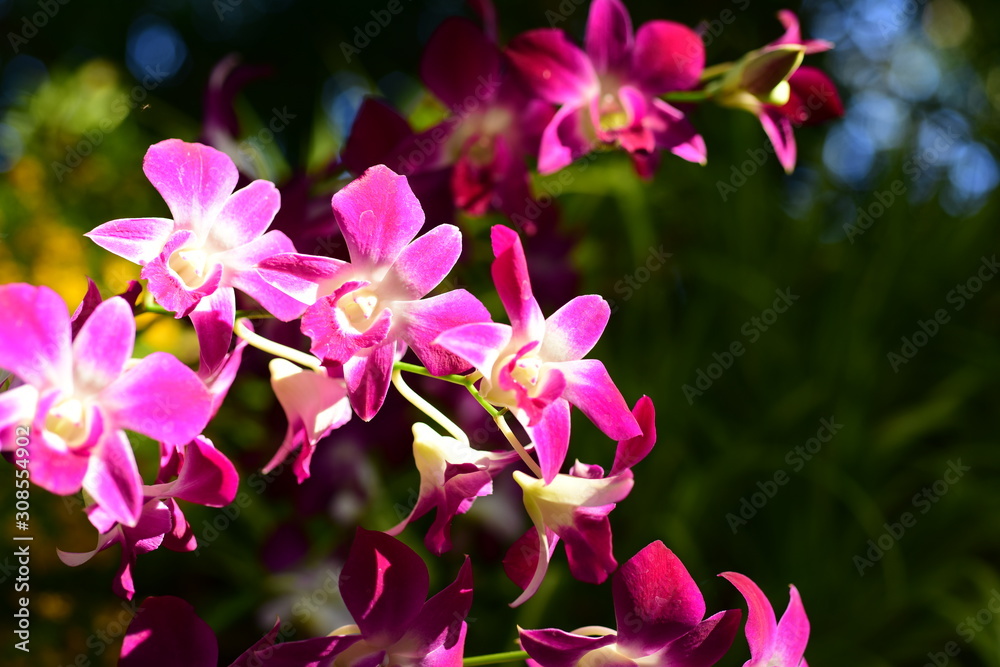Beautiful flowers in the garden Blooming in the summer.Landscaped Formal Garden Beautiful flowers in the garden Blooming in the summer.Landscaped Formal Garden