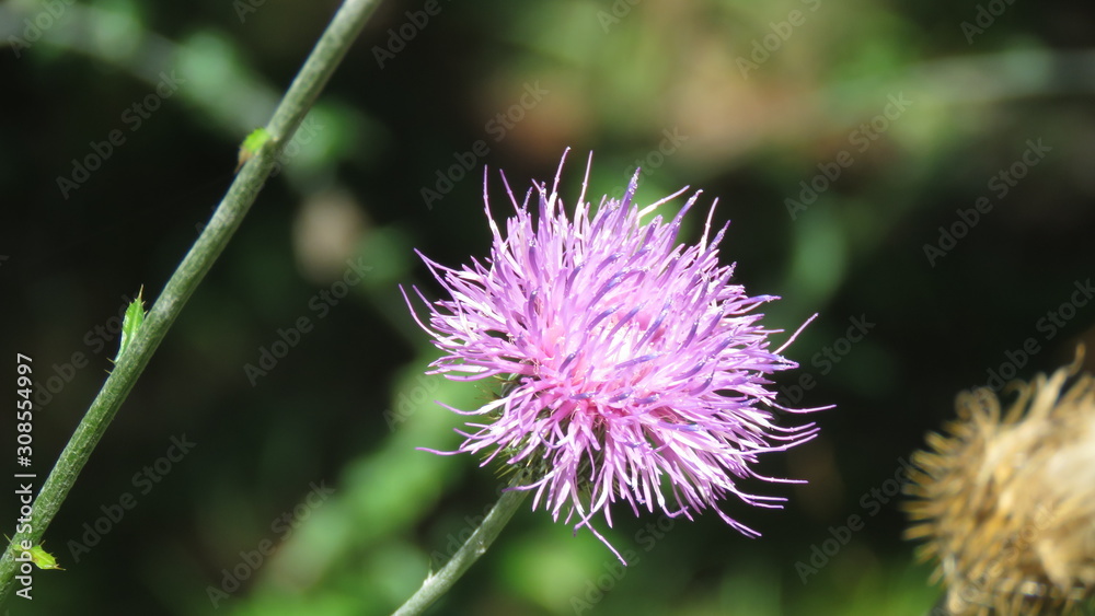 Macro closeup of live flowering purple thistle Macro closeup of live flowering purple thistle