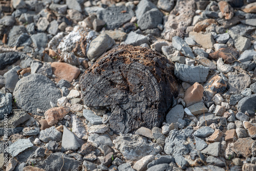 Photography USA, Nevada, Clark County, Las Vegas, Tule Fossil Beds National Monument: A medium sized piece of petrified wood with tree rings visible