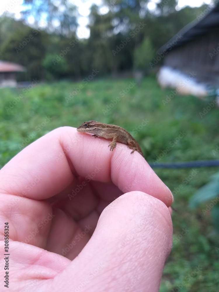 Obraz premium frog in hand