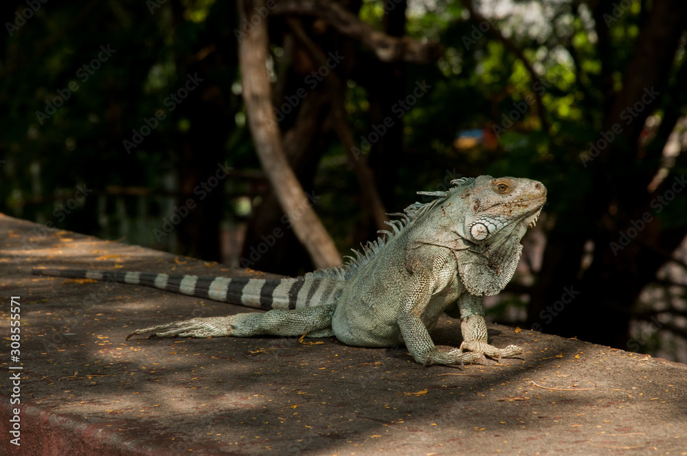 A lizard near the city of Manaus, Brazil A lizard near the city of Manaus, Brazil