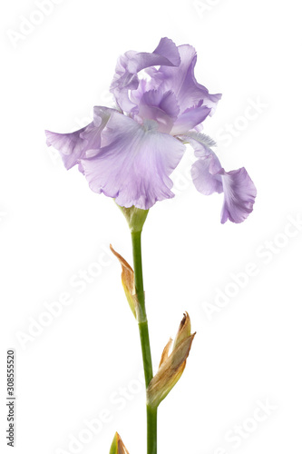 Tender purple iris flower isolated on white background.