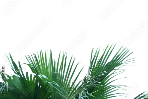 Coconut leaves with branches on white isolated background for green foliage backdrop  © Oradige59
