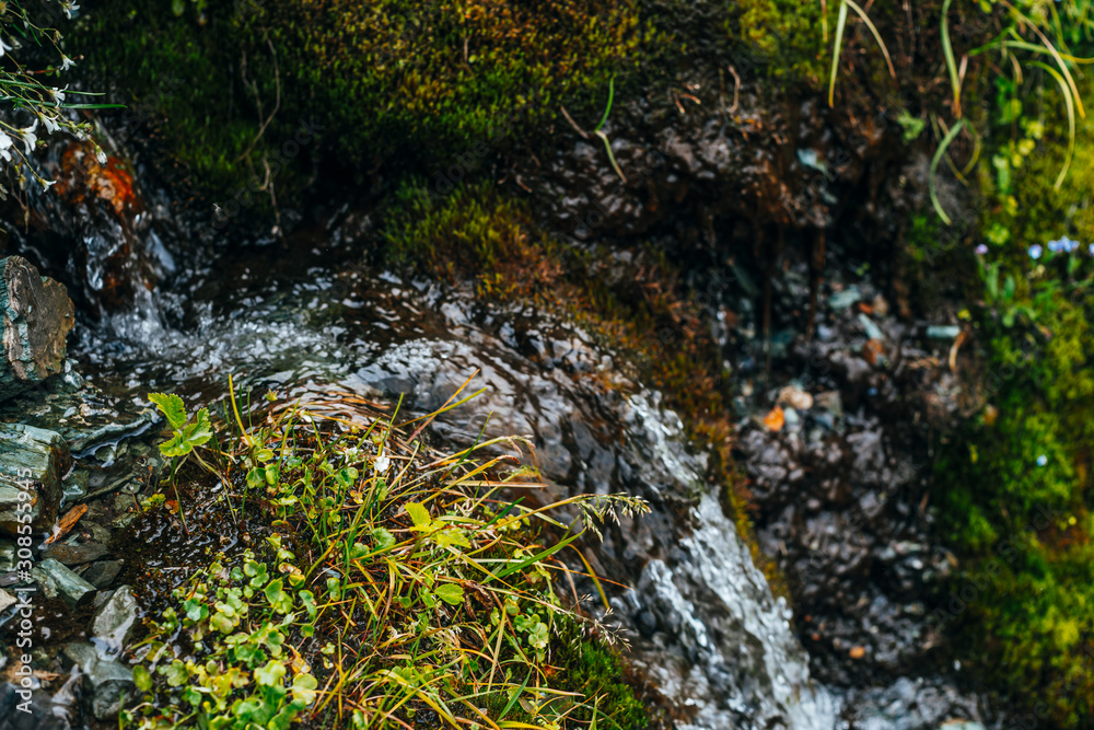 Scenic background with clear spring water stream among thick moss and lush vegetation. Mountain creek on mossy slope with fresh greenery and many small flowers. Colorful backdrop of rich alpine flora. Scenic background with clear spring water stream among thick moss and lush vegetation. Mountain creek on mossy slope with fresh greenery and many small flowers. Colorful backdrop of rich alpine flora.