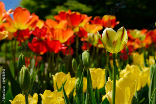 Green and yellow petals with red stripe on Flaming Spring Green Tulip surrounded by red and yellow Tulips