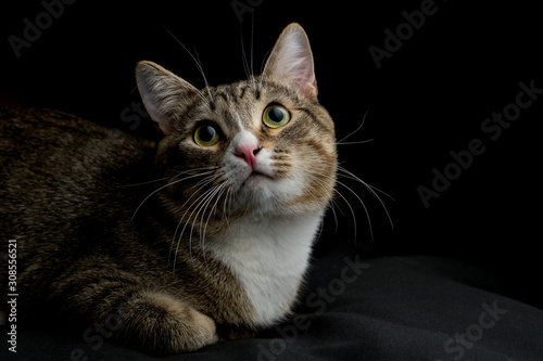 Studio shot of an adorable gray and brown tabby cat lying on black background