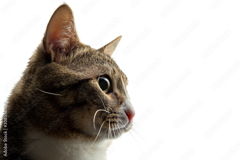 Studio shot of an adorable gray and brown tabby cat sitting on white background close up isolated