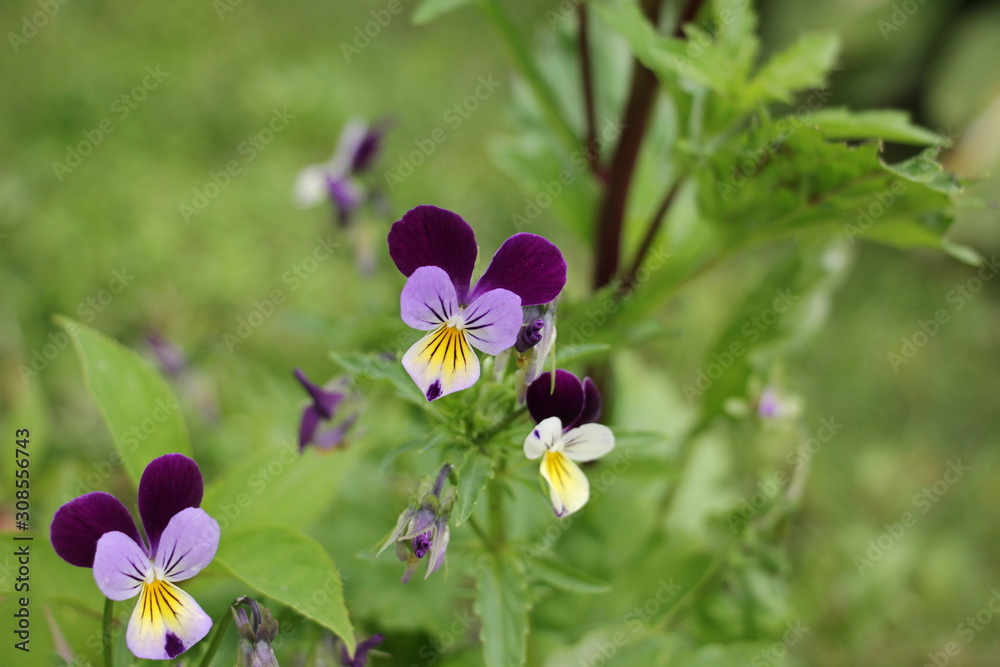 Fototapeta premium flowers pansies in the garden