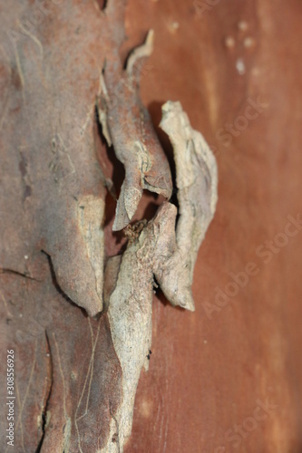 close up of bark 