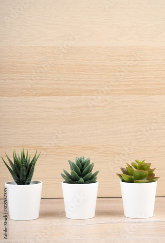 cactus in a pot wood. Different Succulents And Cactus In Pots. succulents on wooden background, copy space for your design
