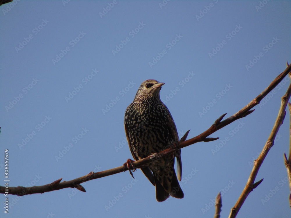 Starling on branch Starling on branch