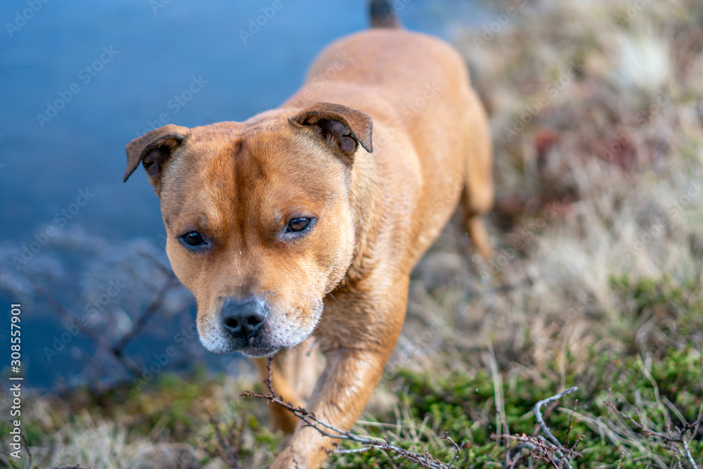 Portrait of beautiful golden staffordshire bull terrier outdoors in natural environments. Dog, pet, terrier and animal photography concept.