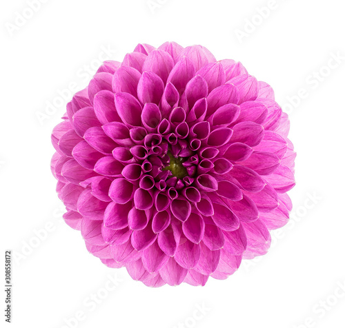 Dahlia flower head isolated on a white background. Violet color.