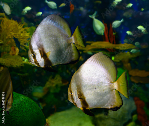 Pair of orbiculate batfish in a coral reef aquarium photo