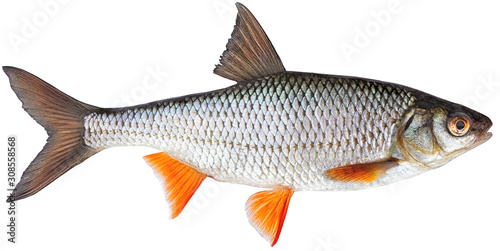 Freshwater fish isolated on white background closeup.  Roach , also known as common roach is a fish in the carp family Cyprinidae, type species: rutilus rutilus. photo